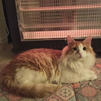 Orange and white cat lying down